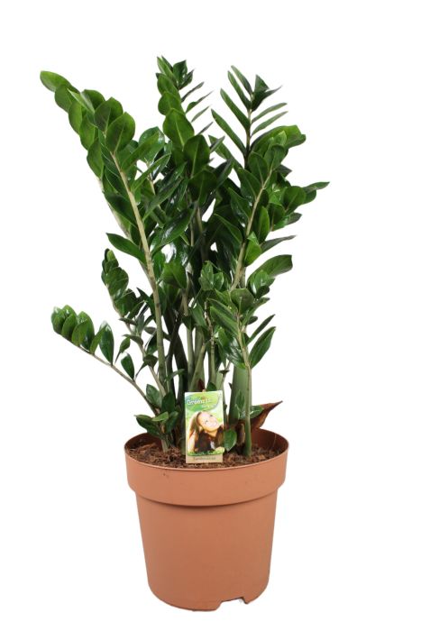 Zamioculcas zamiifolia